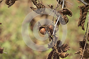 Hazelnut tree in deciduous forest in wild nature