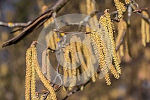 Hazelnut tree with a lot of big yellow hazelnut pollen