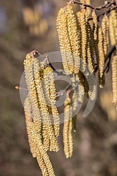 Hazelnut tree with a lot of big yellow hazelnut pollen