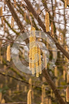 Hazelnut tree with a lot of big yellow hazelnut pollen