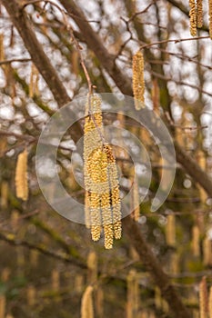 Hazelnut tree with a lot of big yellow hazelnut pollen