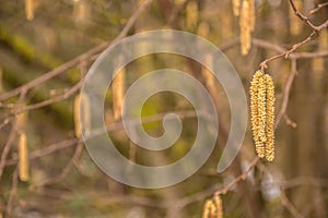 Hazelnut tree with a lot of big yellow hazelnut pollen