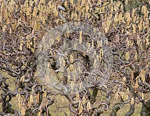 Hazelnut twig, Corylus avellana Contorta photo