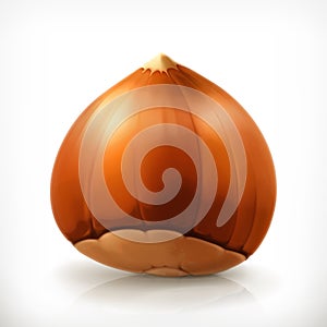 Hazelnut, vector icon photo