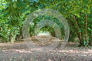 Hazelnut wood in italy