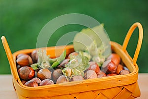 hazelnut in yellow basket on blurred green garden background.Nut abundance.Farmed hazelnuts.
