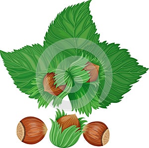 Hazelnuts