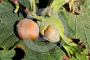 Hazelnuts