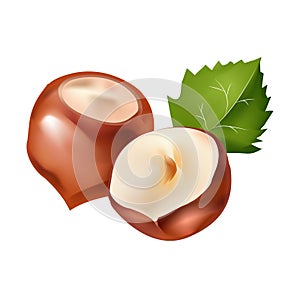 Hazelnuts 3d realistic vector isolated. Filbert edible seeds. Ripe and raw. Logo organic healthy food, energy bar. illustration