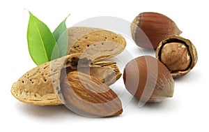 Hazelnuts and almond