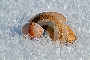 Hazelnuts, Almonds nuts on snow background. photo