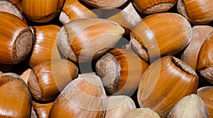 Hazelnuts background