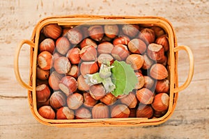 Hazelnuts in a basket on a wooden table.Nut abundance. Fresh harvest of hazelnuts.Farmed organic hazelnuts.