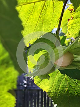 Hazelnuts on a branch with green leaves