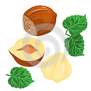 Hazelnuts color icons in cartoon design