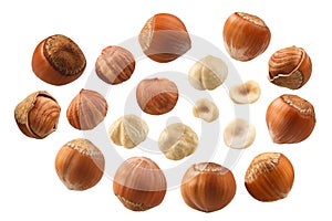 Hazelnuts coryllus avellana, paths