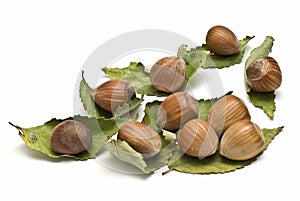 Hazelnuts on dry leaves.