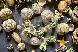 Hazelnuts with dry peduncle, nuts, pine cones,acorns on black background