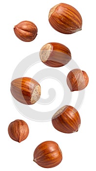 Hazelnuts falling on transparent background
