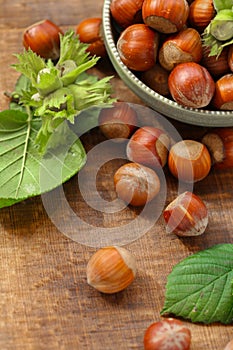Hazelnuts with green leaves .Nut Harvest Season. nuts in a cup on a wooden table. Fresh harvest of hazelnuts. Farmed