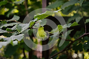 Hazelnuts growing on the tree during summer.