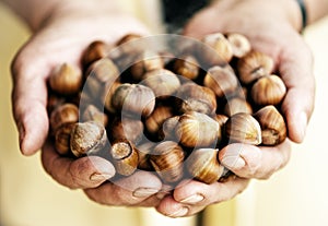 Hazelnuts handful in elderly woman hands photo