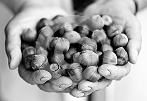 Hazelnuts handful in woman hands