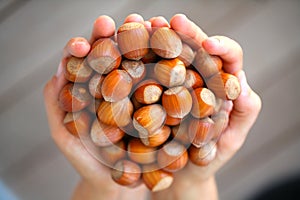 Hazelnuts in the hands