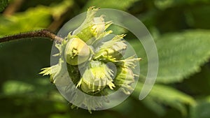 Hazelnuts on a hazel tree