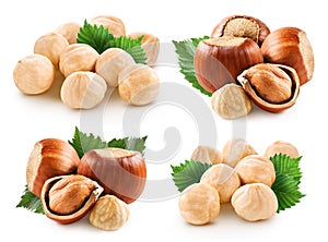 Hazelnuts isolated on white