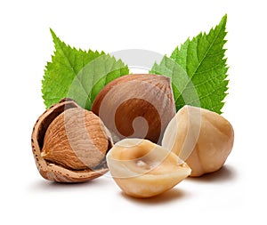 Hazelnuts and leafs on white background