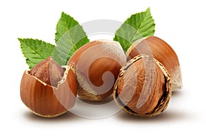 Hazelnuts and leafs on white background