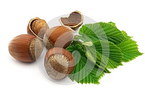 Hazelnuts with leaves