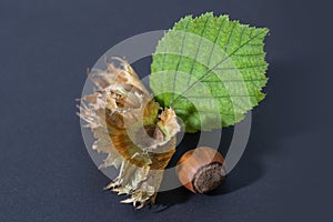 Hazelnuts with leaves on a darck background