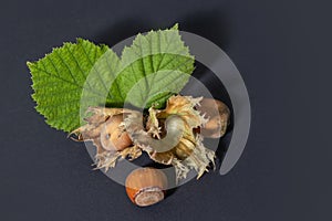 Hazelnuts with leaves on a darck background
