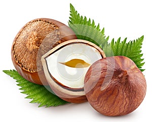Hazelnuts with leaves isolated on white background