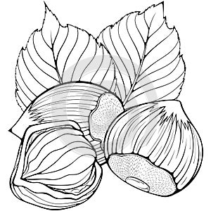 Hazelnuts with leaves line art