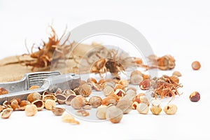 Hazelnuts with nut cracker on white background