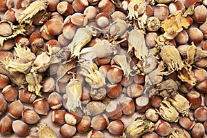 Hazelnuts scattered on the table close-up copy space