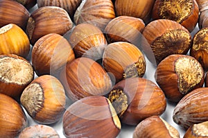 Hazelnuts in the shell