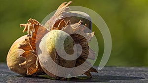 Hazelnuts on table in autumn