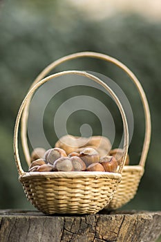 Hazelnuts and walnuts in hard shells, two piles in two small wicker baskets on wooden stump