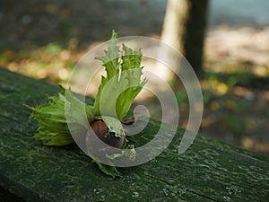 Hazelnuts White leaves