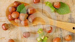 Hazelnuts. Whole nuts with green leaves in a wooden spoon. view from above. Healthy fats. Farmed organic ripe hazelnuts