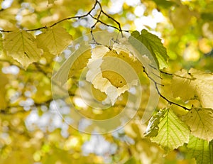 Hazels (Corylus); autumn foliage