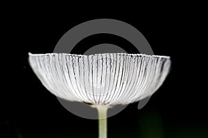 Hazenpootje, Harefoot mushroom, Coprinopsis lagopus