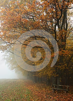 Hazy autumnal fall landscape - photo