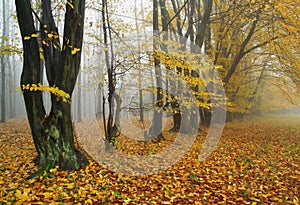 Hazy autumnal fall landscape -