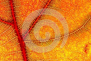 Hazy close-up of a autumn leaf
