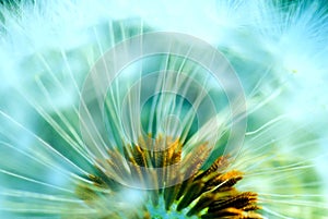 Hazy concept of a dandelion photo